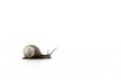 blanc snail-road