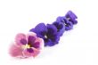 garland from violets