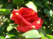 Red Rose