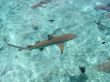 Black Tip Shark