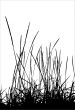 Grass / vector / silhouette