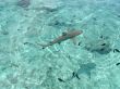 Black Tip Shark