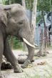 elephant in animalfarm