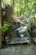 carcrash in the bush