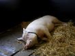 A lying pig.