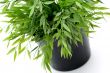 Green plant.