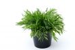 Green plant, black pot.