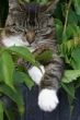 Relaxing in the bush.