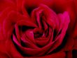 A red rose.