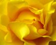 Yellow rose.