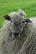 A sheep`s portrait.