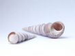 Pair of shells.