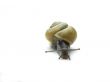 Frontview of a snail.