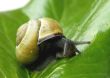 Snail close up.