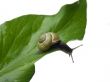Snail on leaf.