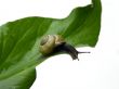 Snail looking over the edge.