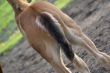 A foal`s behind.