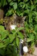 Sunbathing cat.