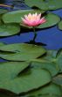 Lily pads with pink lotus flower