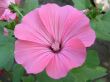 Beautiful pink flower