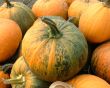 Ripe pumpkins