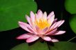 Pink Lotus