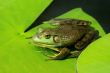 Green frog on lily pad