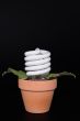 Light Bulb Potted Plant