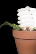 Light Bulb Potted Plant