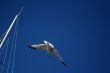 Seagull in a blue sky