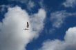 Seagull in a blue sky