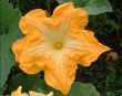 Flower of a pumpkin