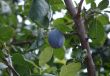 The ripened plum on a branch of a tree