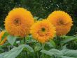 Decorative flowers of a sunflower