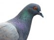 closeup isolated pigeon
