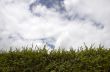 Hedge and sky