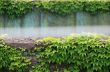 Ivy Covered Wall