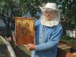 Wax framework in hands of the beekeeper
