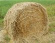 Straw on the threshed floor