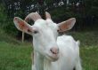 The white goat