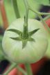 Green Tomato