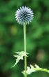 Globe Thistle Flower
