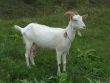 The white goat `Yana`