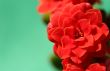 Red Floral Christmas Flower Frame