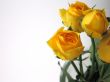 Yellow Roses