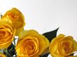 Yellow Roses