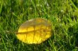 golden autumn leaf