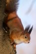 red squirrel