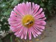 The yellow fly on a pink flower
