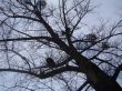Old Tree